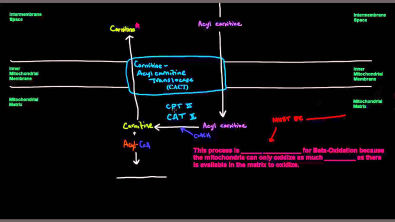 Fatty Acid Metabolism (Part 3 of 8) - Carnitine-Mediated Transport of Acyl CoA