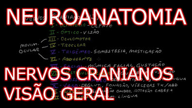 Neuroanatomia #6 - Nervos Cranianos - Visão Geral [Teoria da Medicina]
