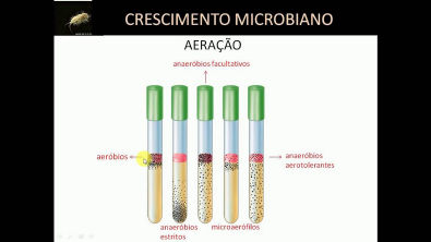 Crescimento Microbiano Parte 2