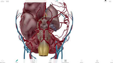 Neuroanatomia 3D #1 - Polígono de Willis (MedUp)