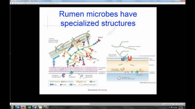 Rumen Microbes and fermentation