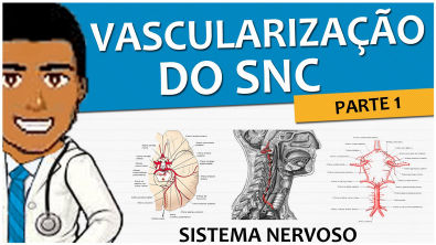 Sistema Nervoso 11 – Vascularização SNC P1: Circulação Arterial Anterior e Posterior