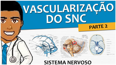 Sistema Nervoso 12 – Vascularização SNC P2: Drenagem Venosa Superficial e Profunda