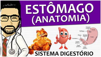 Sistema Digestório 10 - Anatomia do estômago (vídeo aula)