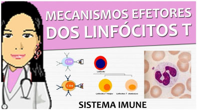 Imunologia 11 - Mecanismos efetores dos Linfócitos T