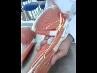 Anatomia Aplicada a Fisioterapia Musculos do Membro Superior