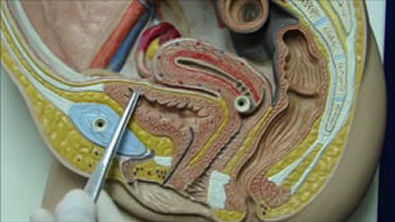 Anatomia do Sistema Reprodutor Feminino Esplancnologia Docdrops   10Youtube.com