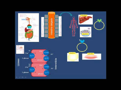 Introdução à Fisiopatologia do Diabetes Mellitus