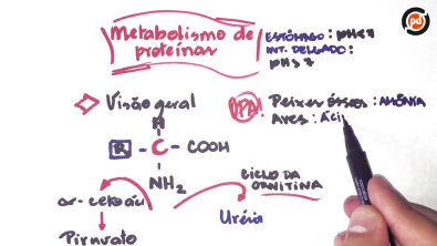 Metabolismo de proteínas e de compostos nitrogenados - Teoria