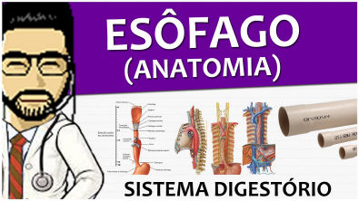 Sistema Digestório 08 - Esôfago (anatomia)