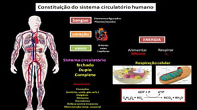 CIRCULAÇÃO HUMANA  Coração   Artérias e Veias