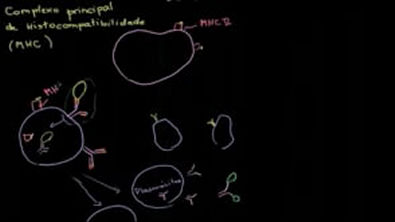 Células apresentadoras de antígenos e os complexos MHC II