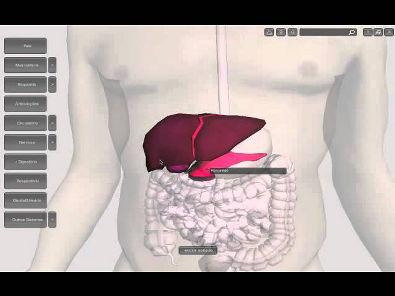 Sistema digestivo, descrição geral da anatomia.