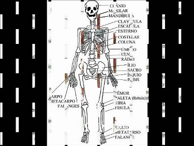 osso do corpo humano