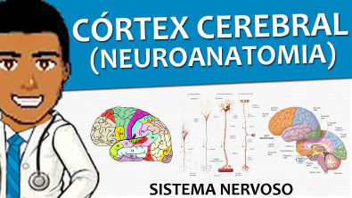 Sistema nervoso 06 - Córtex cerebral (Neuroanatomia e Histologia) - Vídeo aula