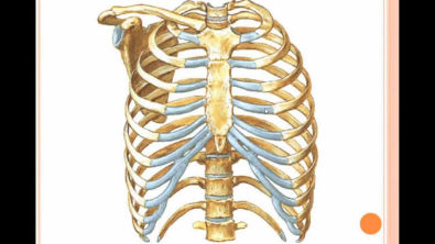 Tórax (Anatomia do Aparelho Cardiorrespiratório)