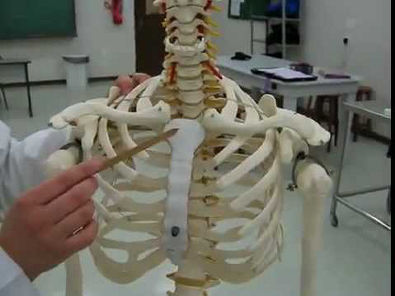 Anatomia - Sistema Osseo