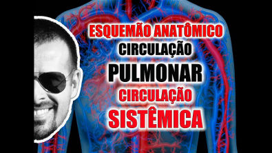 Circulação pulmonar e circulação sistêmica (esquema anatômico) - Sistema Circulatório -VideoAula 063
