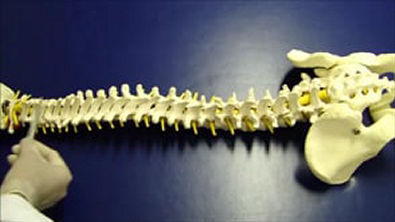 Acidentes Ósseos da Coluna Vertebral   Osteologia [Docdrops]