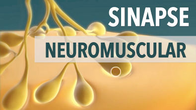 Sinapse Neuromuscular: Animação | Anatomia e etc.