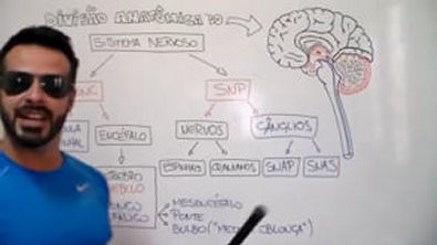 Neuroanatomia Divisões anatômicas do Sistema Nervoso (SNC, SNP e SNA)