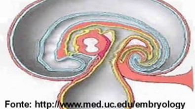 Embriologia 1