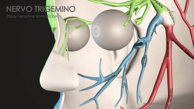Trigeminal Nerve - Animation 3D