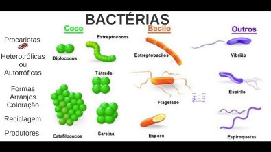 Aula 03 Microbiologia - Bactérias