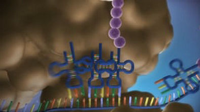 Vídeo 1 From DNA to protein   3D (1)