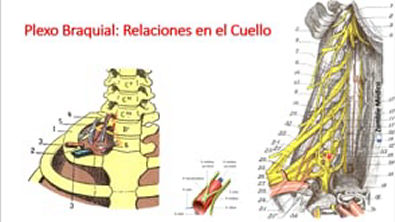 Anatomía   Plexo Braquial (Ramos Colaterales, Terminales, Trayecto)