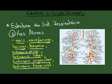 Estrutura e Funçao Respiratoria - Resumo - Fisiologia