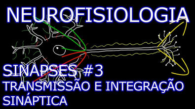 Neurofisiologia - Sinapses #3 - Transmissão e Integração Sináptica [Teoria da Medicina]