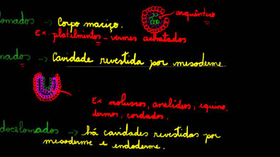 Reino animal - celomados, acelomados, pseudocelomados