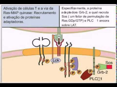 Ativação de células T e a via RAS MAP quinase mpeg4