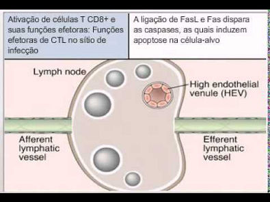 Ativação de células T CD8+ e suas funções efetoras mpeg4