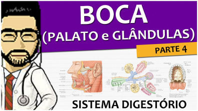 Sistema digestório 05 - Palato e glândulas salivares (anatomia e histologia)