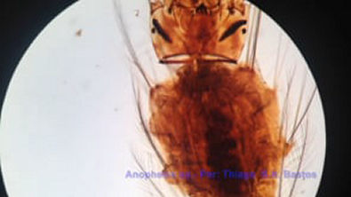 Anopheles (larva)