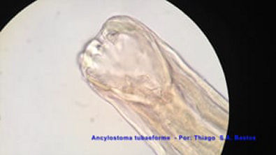 Ancylostoma tubaeforme ♂