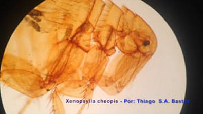 Xenopsylla cheopis ♀