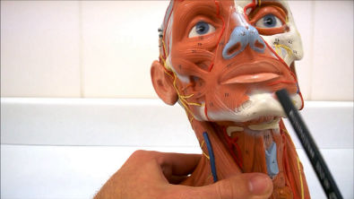 Anatomia - Músculos da Face