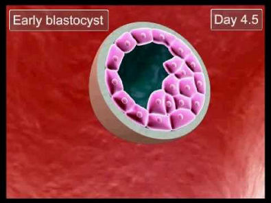 Embriologia - Clivagem e Formação do Blastocisto