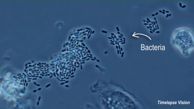 Células do sistema imunológico fagocitando bactérias