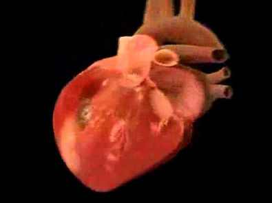 Como funciona o coração humano
