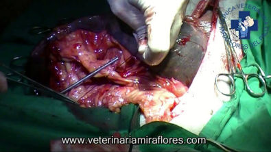 Torsión de bazo en un perro. Cirugía Miraflores del Palo