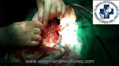 Torsión de estómago en un mastín español. Cirugía Miraflores del Palo