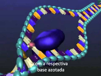 Trancrição do DNA