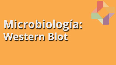 Western Blot - Microbiología - Educatina