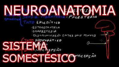 Neuroanatomia - Sistema Somestésico
