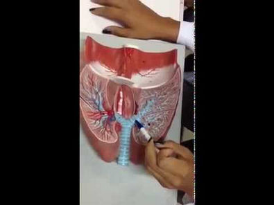 Anatomia - Sistema Respiratório