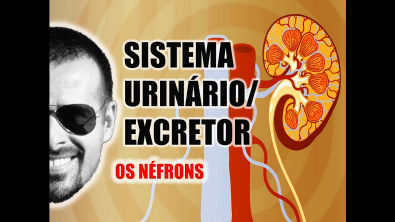 Sistema Excretor/Urinário - Néfron: A unidade funcional dos Rins - Anatomia Humana - VideoAula 031